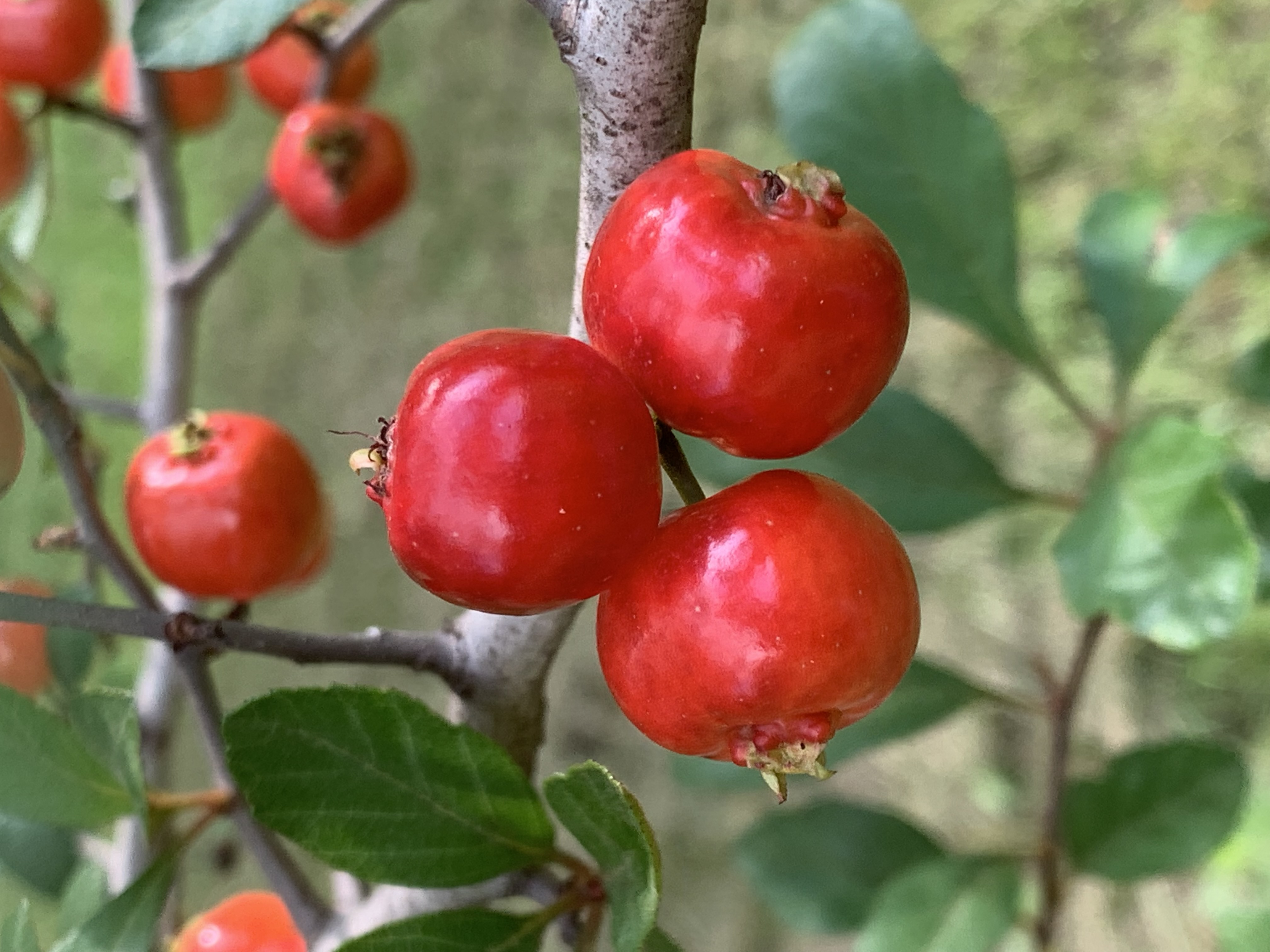Red berries on branches.